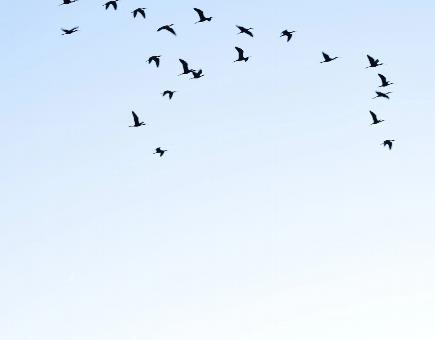 米糠养母鸡的方法（米糠发酵配方） 